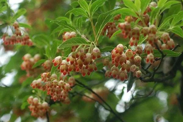 樹蘿蔔養殖方法如下澆水需澆透且不能積水夏季