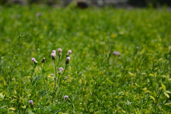 2018种牧草赚钱吗？牧草种植的利润与投资成本及前景预测