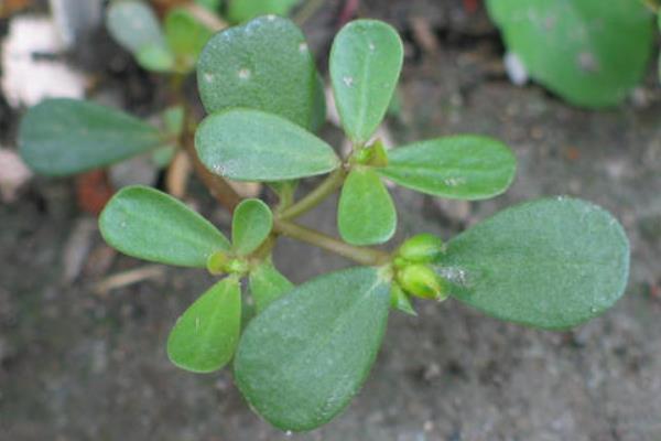 种植马齿菜利润如何，什么季节种植