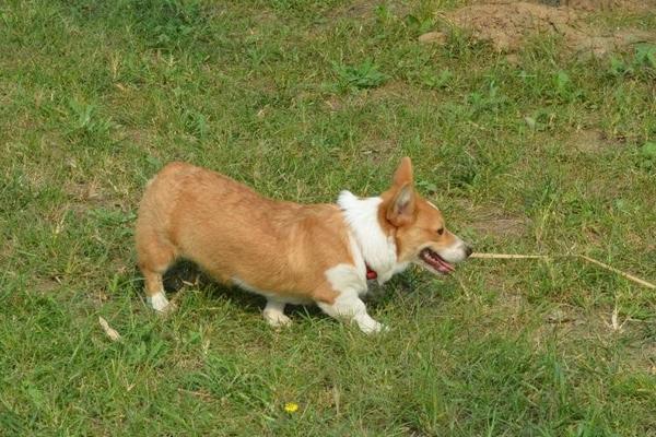 柯基犬好养吗 柯基犬怎么训练