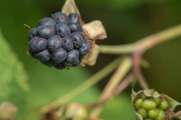 2018种黑莓赚钱吗？黑莓种植的利润与投资成本及前景预测