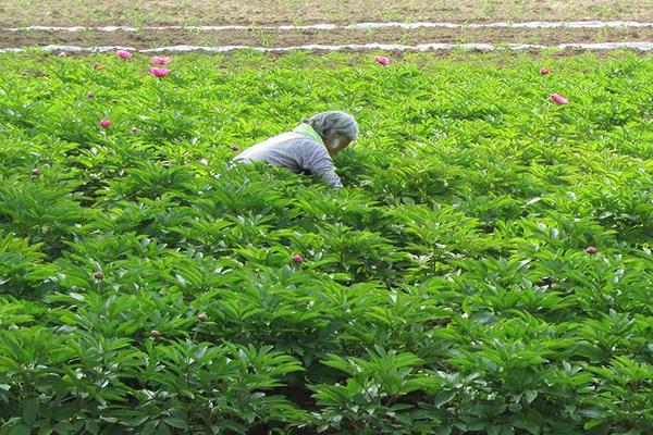 2018种白芍赚钱吗？白芍种植的利润与投资成本及前景预测