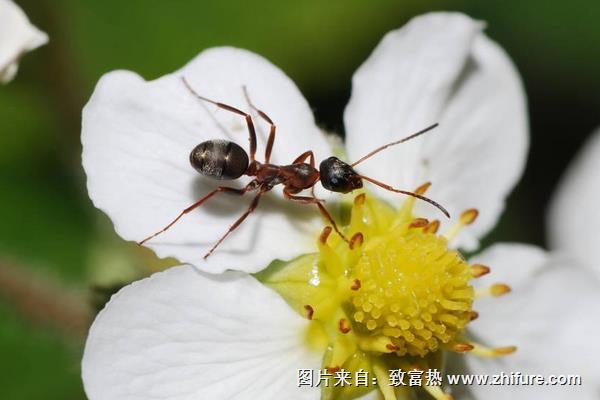 消灭家里蚂蚁最简单有效的办法