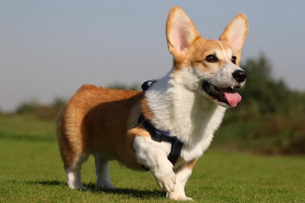 柯基犬好养吗 柯基犬怎么训练