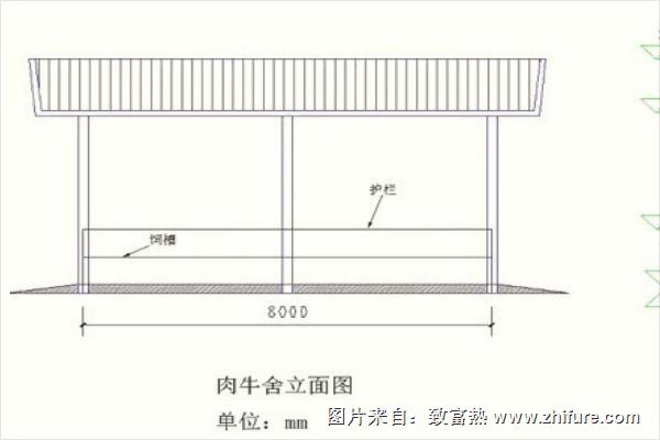 50头牛养牛场建设图片