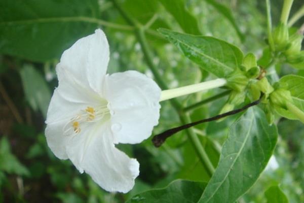 夜来香图片大全 夜来香花语及寓意