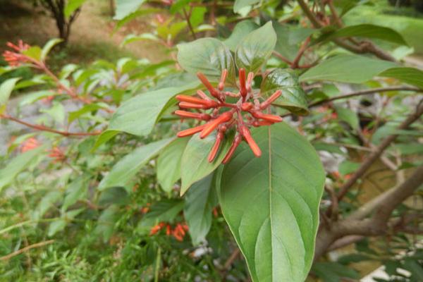 希茉莉怎么种 希茉莉种植方法与注意事项