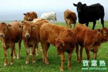 2016肉牛养殖赚钱吗?2016养肉牛前景及市场价格行