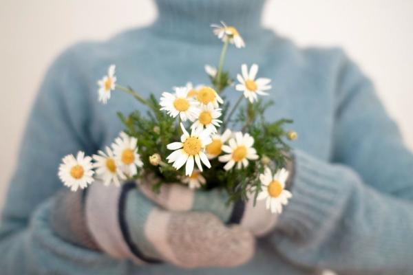 雏菊图片大全 雏菊花语及寓意