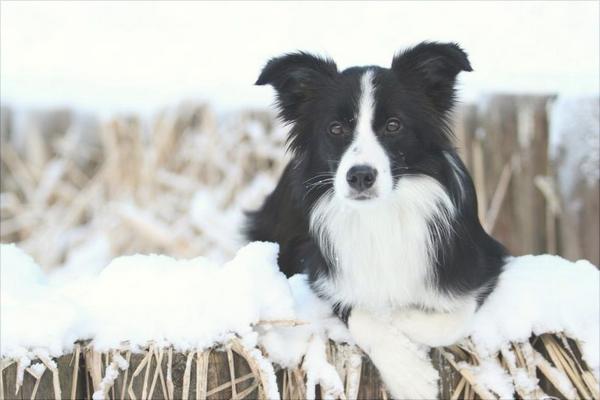 边境牧羊犬图片