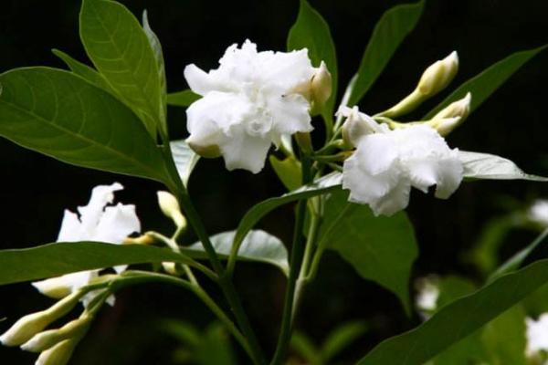 狗牙花什么时候开花 狗牙花什么时候修剪