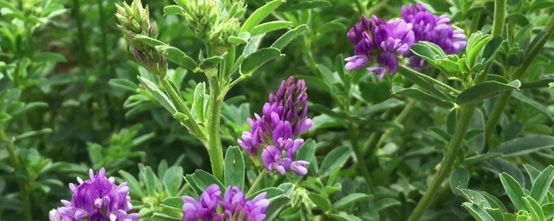 苜蓿草种植技术及时间 苜蓿草的田间管理