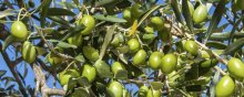 油橄榄树苗多少钱一棵,常见尺寸为三公分
