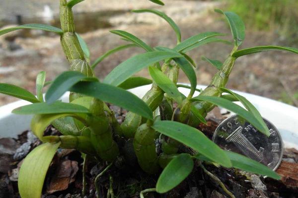 霍山石斛种植方法