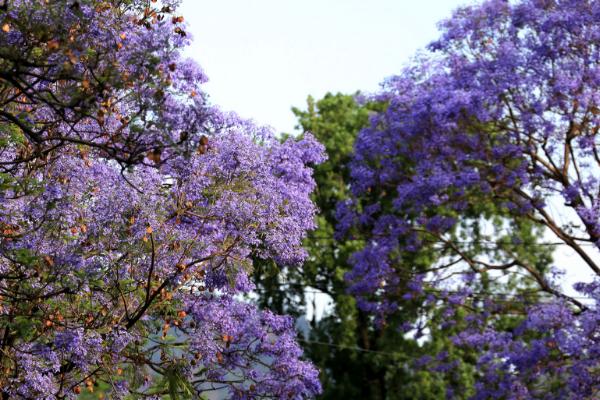 蓝花楹图片大全 蓝花楹花语及寓意