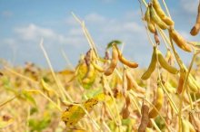 黄豆怎么种,黄豆种植技术与注意事项