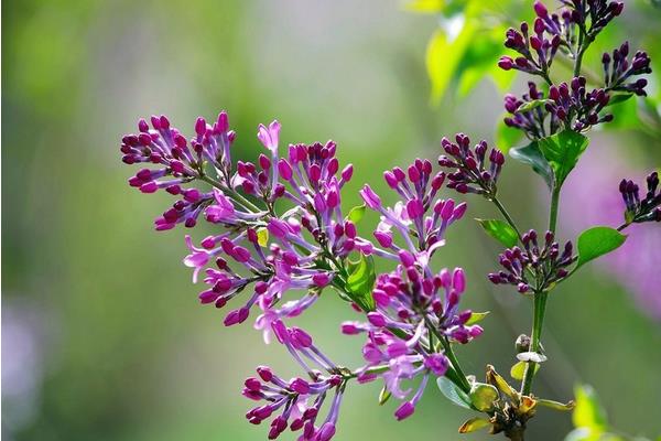 丁香花图片大全 丁香花花语及寓意 丁香花有哪些品种