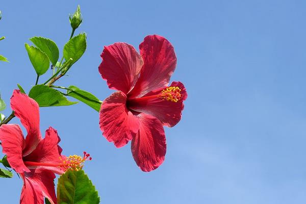 家庭养殖扶桑花对风水的作用 扶桑花花语