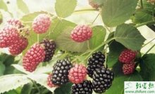如何优质科学的栽培黑莓