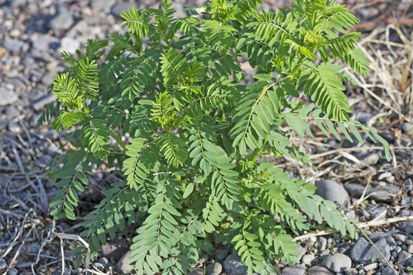 2018种黄芪赚钱吗？黄芪种植的利润与投资成本及前景预测