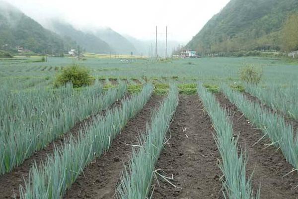 大葱种植技术 大葱高产栽培技术