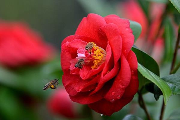 茶花常见病虫害症状及防治方法 茶花种子怎么种