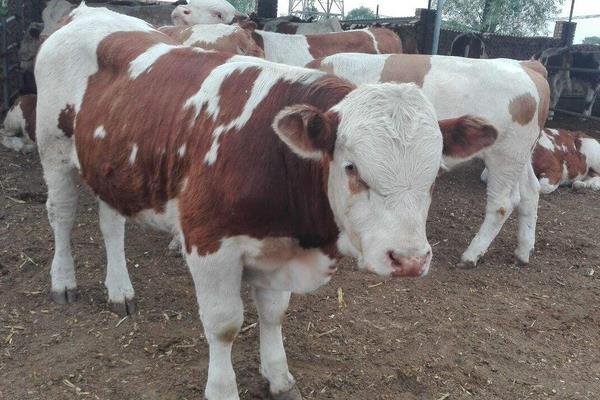 肉牛犊市场价格多少钱一头 三个月的牛犊能卖多少钱