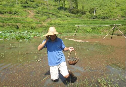 2017田螺养殖前景及市场价格行情分析