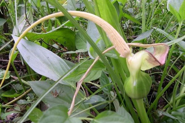 2018种半夏赚钱吗？半夏种植的利润与投资成本及前景预测