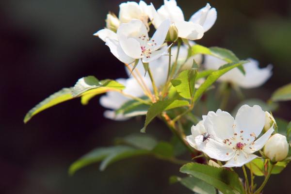 七里香花语(七里香种在家里禁忌)