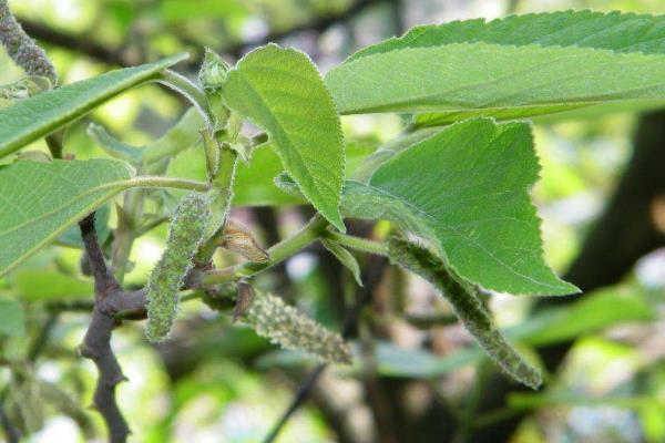 构树种植一亩年收入，附成本分析