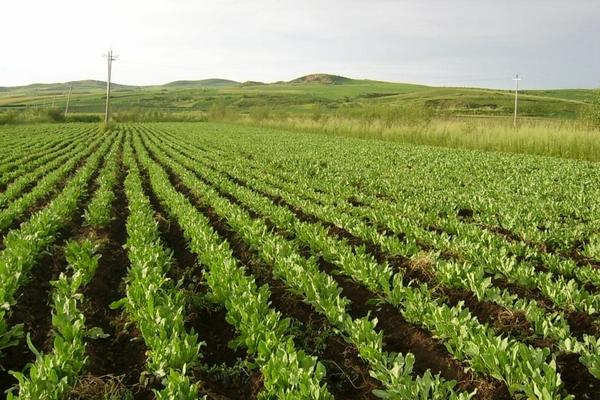 2018种板蓝根赚钱吗？板蓝根种植的利润与投资成本及前景预测