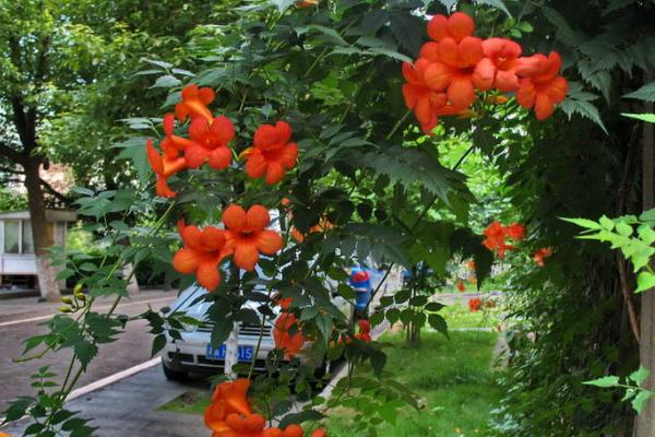 凌霄花图片大全 凌霄花花语及寓意