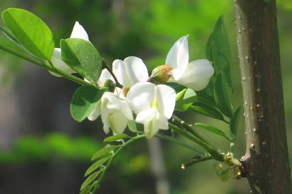 槐花图片大全 槐花花语及寓意