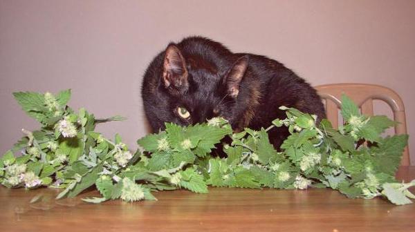 猫薄荷怎么种猫薄荷种植方法与注意事项