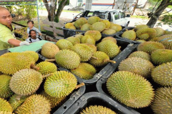 榴莲怎么种 榴莲种植方法与注意事项