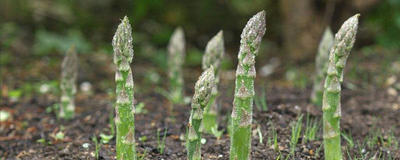 芦笋的种植技术 芦笋什么时候（季节）种植