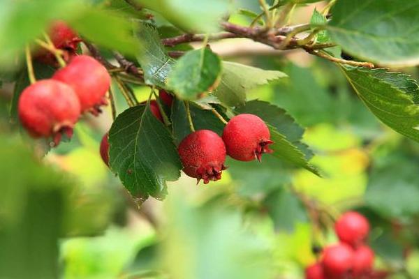 2018种山楂赚钱吗？山楂种植的利润与投资成本及前景预测