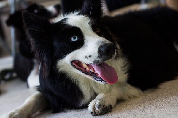 边境牧羊犬好养吗 边境牧羊犬怎样训练