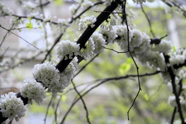 紫荆花图片大全 紫荆花语及寓意