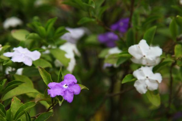 双色茉莉叶子发黄怎么办 双色茉莉不开花的解决方法