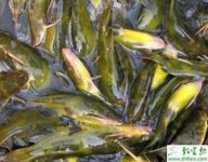 精养黄颡鱼如何做到高产
