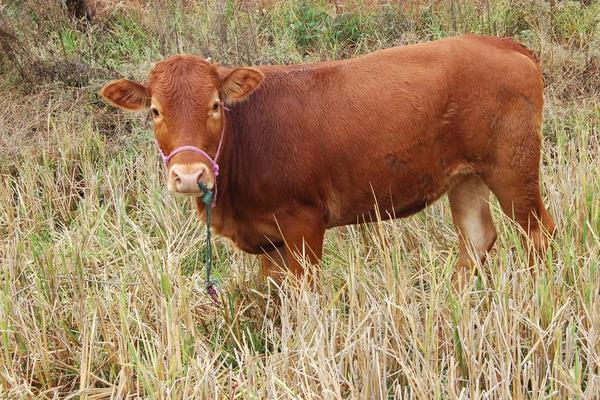 肉牛犊市场价格多少钱一头 三个月的牛犊能卖多少钱