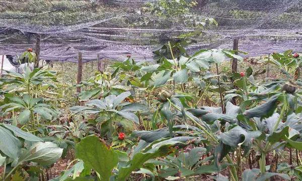 重楼种子怎么催芽 重楼几月开花