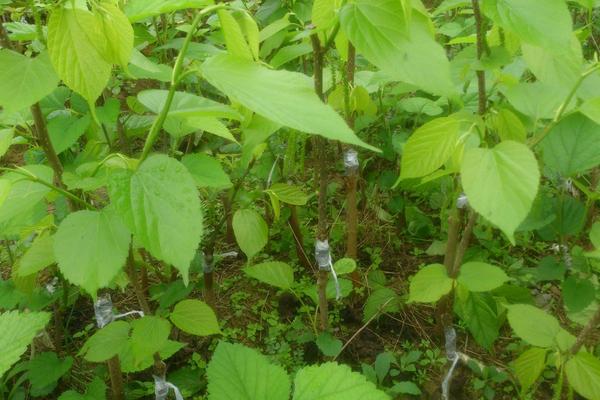 台湾长果桑葚种植技术