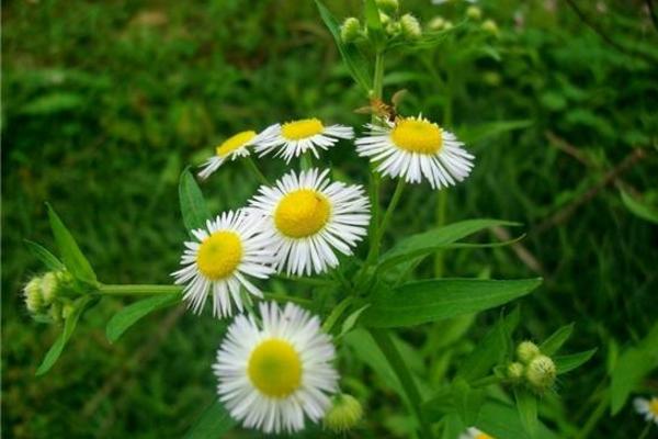 雏菊图片大全 雏菊花语及寓意