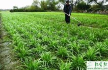 种韭菜之地膜韭菜高产优质化栽培的技术