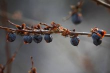 黑枣市场价格多少钱一斤,黑枣补血吗