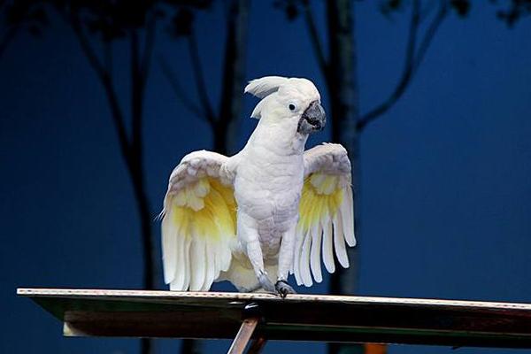 云斑鹦鹉市场价格多少钱一只云斑鹦鹉会说话吗