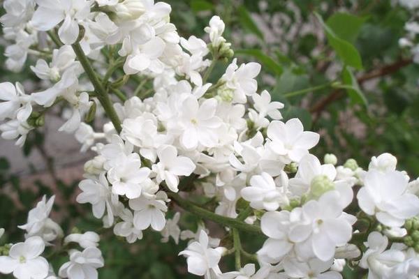 丁香花图片大全 丁香花花语及寓意 丁香花有哪些品种